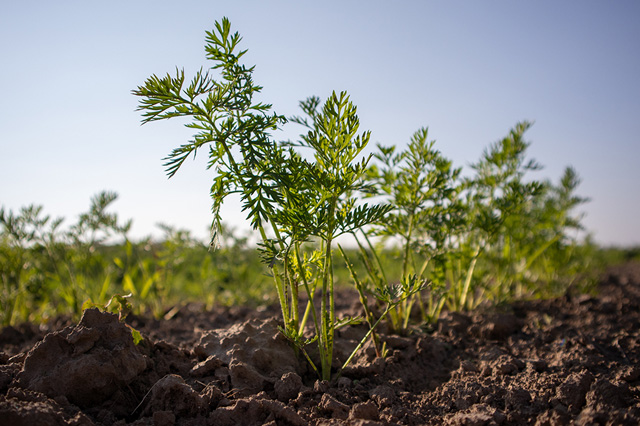 Thématiques des Rencontres du Végétal